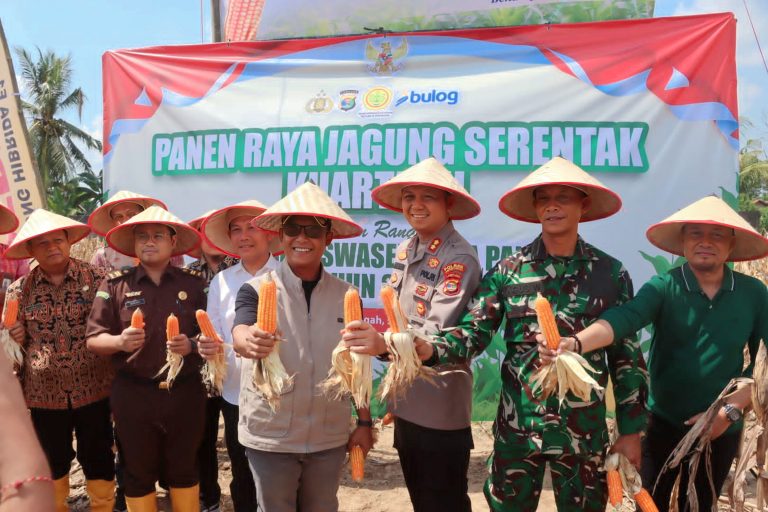 Bupati Lamteng Adakan Panen Raya Jagung Serentak Sebagai Komitmen