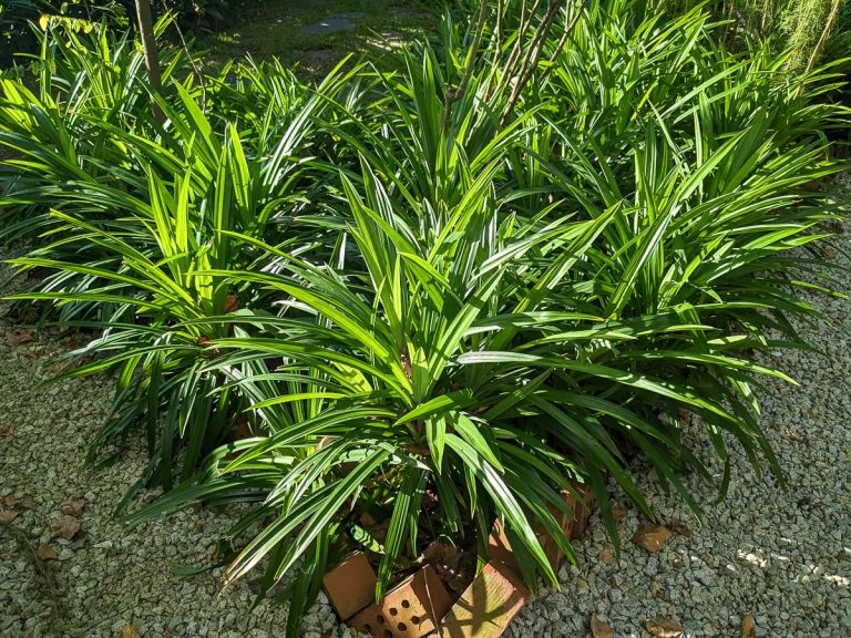 daun pandan
